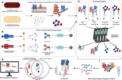 A subtractive proteomics approach for the identification of immunodominant Acinetobacter baumannii vaccine candidate proteins